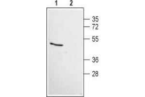 Western blot analysis of human HeLa cervix adenocarcinoma cell line lysate: - 1. (MAS1 抗体  (AA 212-224))