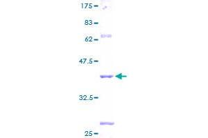 Image no. 1 for SMAD, Mothers Against DPP Homolog 3 (SMAD3) (AA 31-141) protein (GST tag) (ABIN1320597)