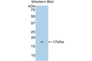 Western Blotting (WB) image for anti-Urocortin 3 (UCN3) (AA 22-161) antibody (ABIN1078642) (UCN3 抗体  (AA 22-161))