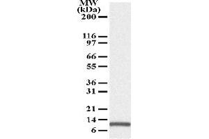 Image no. 1 for anti-Phorbol-12-Myristate-13-Acetate-Induced Protein 1 (PMAIP1) antibody (ABIN208123) (NOXA 抗体)