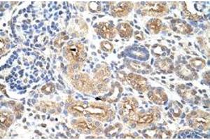Immunohistochemical staining (Formalin-fixed paraffin-embedded sections) of human kidney with AUH polyclonal antibody  at 4-8 ug/mL working concentration. (AUH 抗体  (C-Term))