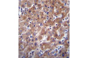 I23O2 Antibody (C-term) (ABIN656340 and ABIN2845640) immunohistochemistry analysis in formalin fixed and paraffin embedded human liver tissue followed by peroxidase conjugation of the secondary antibody and DAB staining. (IDO2 抗体  (C-Term))