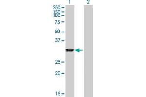 Western Blot analysis of GAS2 expression in transfected 293T cell line by GAS2 MaxPab polyclonal antibody. (GAS2 抗体  (AA 1-313))