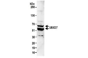 Western Blotting (WB) image for anti-UBX Domain Protein 7 (UBXN7) (AA 439-489) antibody (ABIN7450871) (UBXN7 抗体  (AA 439-489))