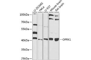 Western blot analysis of extracts of various cell lines, using OPRK1 antibody (ABIN6129425, ABIN6145044, ABIN6145046 and ABIN6224320) at 1:1000 dilution. (OPRK1 抗体  (AA 1-60))
