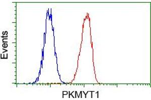 Flow cytometric analysis of Hela cells, using anti-PKMYT1 antibody (ABIN2453481), (Red) compared to a nonspecific negative control antibody (TA50011) (Blue). (PKMYT1 抗体)