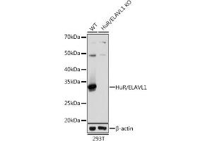 Western blot analysis of extracts from wild type (WT) and HuR/EL knockout (KO) 293T cells, using HuR/EL antibody (ABIN7266913) at 1:1000 dilution. (ELAVL1 抗体)