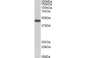 ABIN2564400 (0. (PBX1 抗体  (Internal Region))