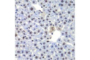 Immunohistochemistry of paraffin-embedded mouse liver using CEBPG antibody. (CEBPG 抗体  (AA 1-150))