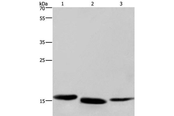 Cytochrome b5 (CYTB5) 抗体