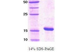 Peptidylprolyl Cis/trans Isomerase, NIMA-Interacting 1 (PIN1) (AA 22-255), (Extracellular Domain) peptide