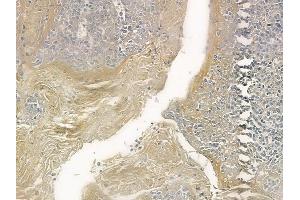 ABIN6258102 and ABIN6273682 at 1/100 staining human normal tonsil tissue by IHC-P.