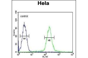 GALNT4 Antibody (N-term) (ABIN654149 and ABIN2844019) flow cytometric analysis of Hela cells (right histogram) compared to a negative control cell (left histogram). (GALNT4 抗体  (N-Term))
