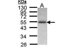 Image no. 1 for anti-Inositol Hexakisphosphate Kinase 2 (IP6K2) (AA 15-200) antibody (ABIN467499) (IP6K2 抗体  (AA 15-200))