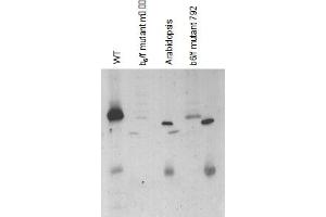 anti-Cyt F antibody