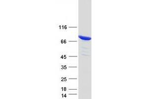 Western Blotting (WB) image for Epithelial Splicing Regulatory Protein 1 (ESRP1) (Transcript Variant 2) protein (Myc-DYKDDDDK Tag) (ABIN2720522)