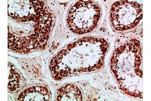 Immunohistochemical analysis of paraffin-embedded human-testis, antibody was diluted at 1:200 (Enkephalin 抗体  (AA 51-100))
