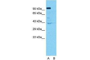 Western Blotting (WB) image for anti-Chromosome 10 Open Reading Frame 2 (C10ORF2) (Middle Region) antibody (ABIN2775251)