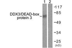 Western blot analysis of extracts from HepG2 cells, using DDX3/DEAD-box Protein 3 (Ab-322) Antibody. (DDX3 抗体  (AA 466-515))