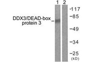 Western blot analysis of extracts from HepG2 cells, using DDX3/DEAD-box Protein 3 (Ab-322) Antibody.