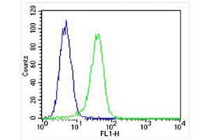 Overlay histogram showing A549 cells stained with (ABIN650693 and ABIN2839113) (green line). (PROX1 抗体  (AA 492-520))