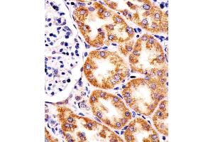 (ABIN6244025 and ABIN6578318) staining TST in human kidney tissue sections by Immunohistochemistry (IHC-P - paraformaldehyde-fixed, paraffin-embedded sections). (TST 抗体  (AA 170-203))