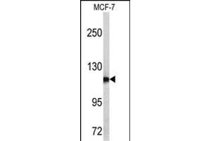 Western blot analysis of PSA antibody (C-term) (ABIN390478 and ABIN2840843) in MCF-7 cell line lysates (35 μg/lane). (Prostate Specific Antigen 抗体  (C-Term))
