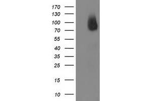 HEK293T cells were transfected with the pCMV6-ENTRY control (Left lane) or pCMV6-ENTRY BCAR1 (Right lane) cDNA for 48 hrs and lysed. (BCAR1 抗体)