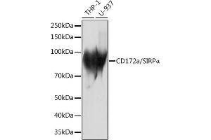 Western blot analysis of extracts of various cell lines, using CD172a/SIRPα Rabbit mAb (ABIN7270316) at 1:1000 dilution. (SIRPA 抗体)