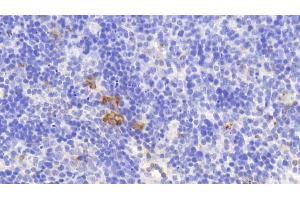 Detection of PR3 in Mouse Spleen Tissue using Polyclonal Antibody to Proteinase 3 (PR3) (PRTN3 抗体  (AA 24-249))