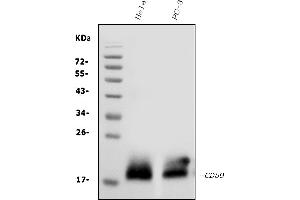 Western blot analysis of CD59 using anti-CD59 antibody (ABIN3043396).