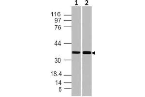 Image no. 1 for anti-Secreted Protein, Acidic, Cysteine-Rich (Osteonectin) (SPARC) (AA 1-250) antibody (ABIN5027539) (SPARC 抗体  (AA 1-250))