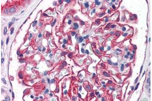 Human Kidney (formalin-fixed, paraffin-embedded) stained with ENPEP antibody ABIN351480 at 3. (ENPEP 抗体  (AA 805-818))