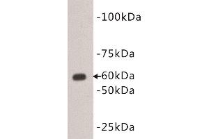Western Blotting (WB) image for anti-CD80 (CD80) (Extracellular) antibody (ABIN2843522) (CD80 抗体  (Extracellular))