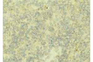 ABIN6276791 at 1/100 staining Mouse liver tissue by IHC-P. (Fetuin A 抗体  (C-Term))