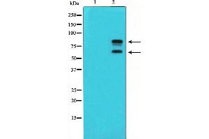 Western blot analysis of MDM2 phosphorylation expression in COS7 whole cell lysates,The lane on the left is treated with the antigen-specific peptide. (MDM2 抗体  (pSer166))