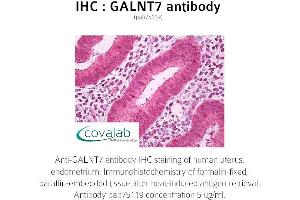Image no. 1 for anti-UDP-N-Acetyl-alpha-D-Galactosamine:polypeptide N-Acetylgalactosaminyltransferase 7 (GalNAc-T7) (GALNT7) (full length) antibody (ABIN1734565) (GALNT7 抗体  (full length))