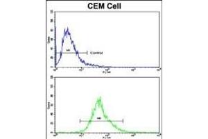 Flow cytometric analysis of CEM cells using KLRD1 Antibody (N-term)(bottom histogram) compared to a negative control cell (top histogram). (CD94 抗体  (N-Term))