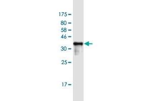 Western Blot detection against Immunogen (36. (SSX1 抗体  (AA 89-188))