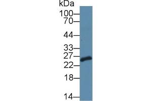 Western Blotting (WB) image for anti-Stromal Cell Derived Factor 2-Like 1 (SDF2L1) (AA 29-213) antibody (ABIN7444943)