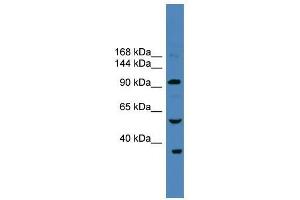 USP29 antibody used at 0. (USP29 抗体  (N-Term))