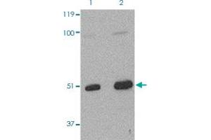 Western Blot (Cell lysate) analysis of L1210 cells with 2 ug/mL TARDBP polyclonal antibody . (TARDBP 抗体  (Internal Region))