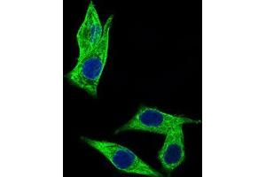 Immunofluorescence analysis of HepG2 cells using C17ORF53 mouse mAb (green). (C17orf53 抗体  (AA 282-527))