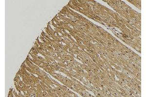 ABIN6272869 at 1/100 staining Mouse muscle tissue by IHC-P. (ECHS1 抗体  (Internal Region))