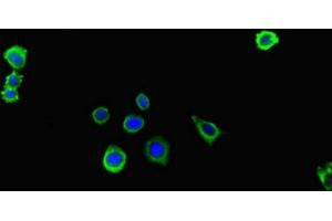 Immunofluorescent analysis of HepG2 cells using ABIN7156438 at dilution of 1:100 and Alexa Fluor 488-congugated AffiniPure Goat Anti-Rabbit IgG(H+L) (ITGA4 抗体  (AA 376-558))