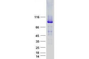 Western Blotting (WB) image for Unc-45 Homolog A (UNC45A) (Transcript Variant 3) protein (Myc-DYKDDDDK Tag) (ABIN2735015)