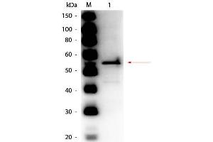 Western Blot of Rabbit anti-Aldehyde Dehydrogenase (yeast) Antibody Peroxidase Conjugated. (Aldehyde Dehydrogenase 抗体  (HRP))
