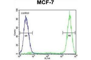Flow cytometric analysis of MCF-7 cells using GALNS Antibody (Center) Cat. (GALNS 抗体  (Middle Region))