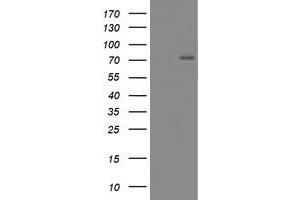 Western Blotting (WB) image for anti-CCR4-NOT Transcription Complex Subunit 4 (CNOT4) (AA 190-455) antibody (ABIN1491104) (CNOT4 抗体  (AA 190-455))