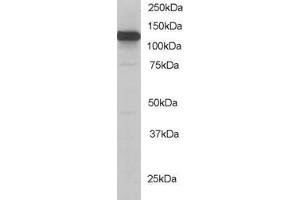 ABIN184774 staining (0. (KIF5B 抗体  (C-Term))